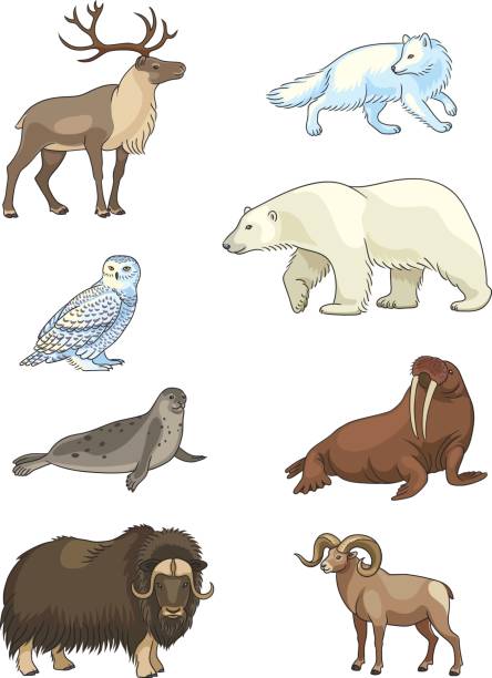 북극 동물 벡터의 집합 - 바다코끼리 stock illustrations