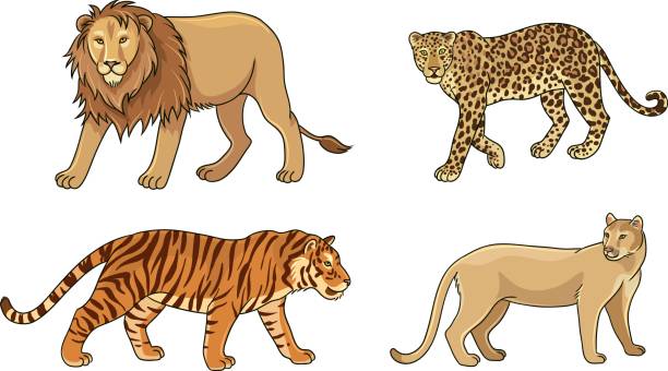 Set of vector big cats vector art illustration