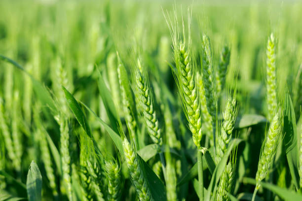 グリーンフィールドのスプラウティング・小麦 - field landscape green wheat ストックフォトと画像