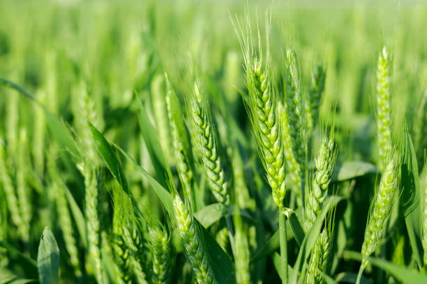 зеленое поле прорастания пшеницы - composition selective focus wheat field стоковые фото и изображения