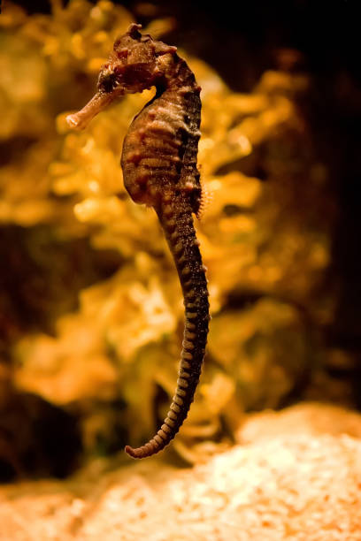 istock Seahorse swimming 682114278