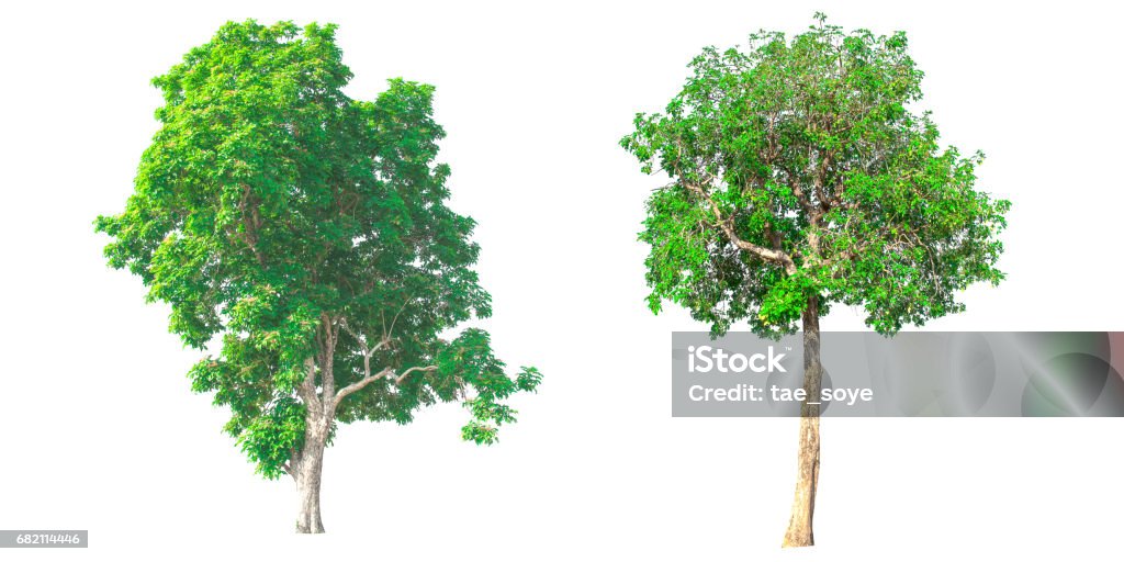 Background Two Tree Isolated Tree On White Background Stock Photo - Download Image Now ...