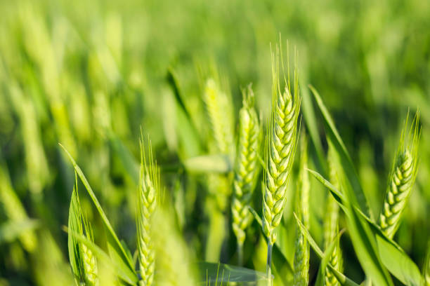 グリーンフィール��ドのスプラウティング・小麦 - stem non urban scene wheat rural scene ストックフォトと画像