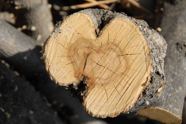 istock The grain on the sawn-off tree trunk - Spain 682118752