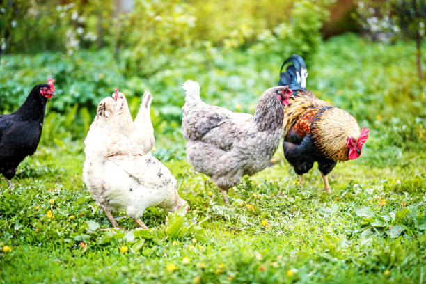 istock One rooster grazing in the meadow with chicken. Concept bird far 682118976