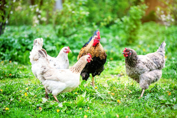 istock Colored chickens and rooster. Concept bird farm. 682119004