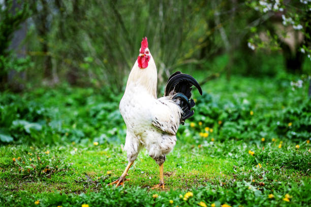 istock White Cock walking on the grass. The concept is a poultry farm. 682119024