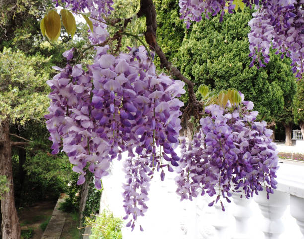 istock double Wisteria blossom 682122362
