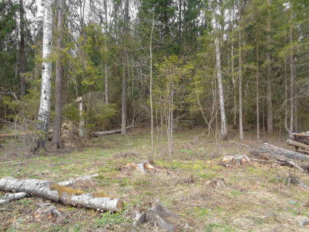 istock Spring cloudy and gloomy forest in Northern Asia. April 682123124