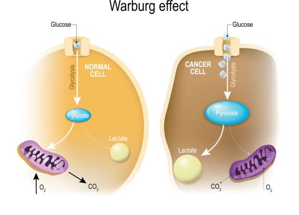 ilustraciones, imágenes clip art, dibujos animados e iconos de stock de glicolisis. efecto de warburg - molecule glucose chemistry biochemistry