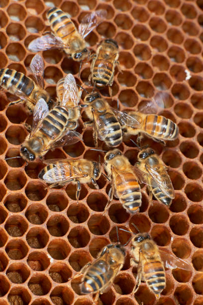 Close up of honey bees on a honeycomb stock photo