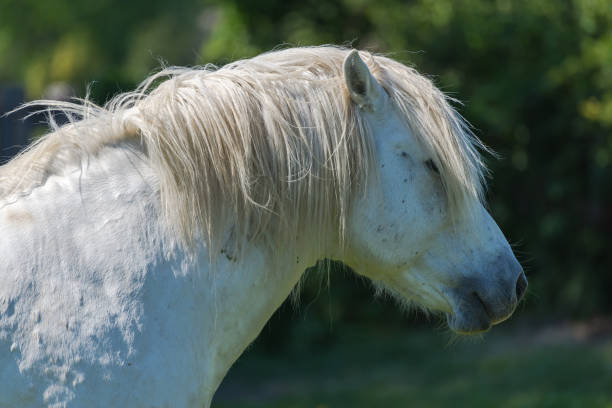 istock Horse eating grass in Camargue 682129786