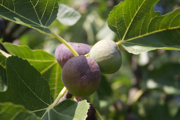 istock Figs on the branch of a fig tree 682130262