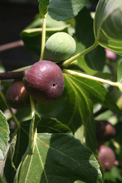 istock Figs on the branch of a fig tree 682132620