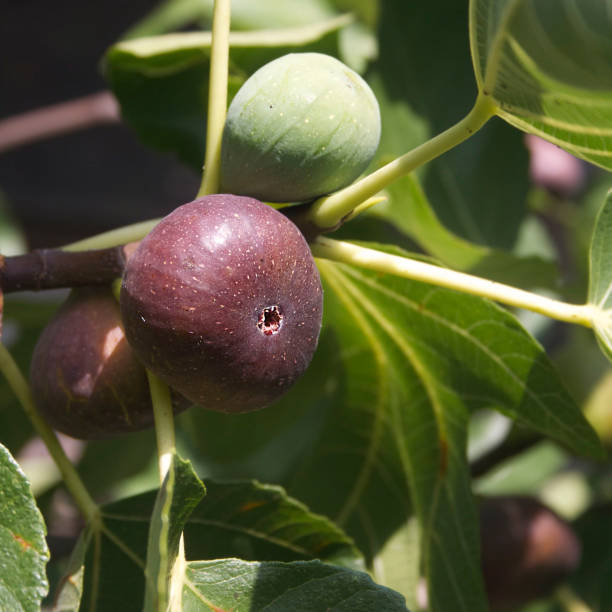 istock Figs on the branch of a fig tree 682132636