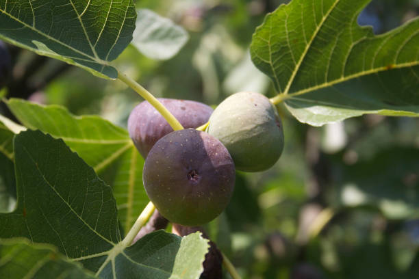 istock Figs on the branch of a fig tree 682132704