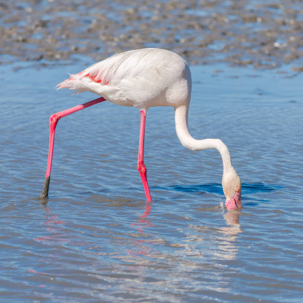 オオフラミンゴ  - flamingo bird isolated animal leg ストックフォトと画像