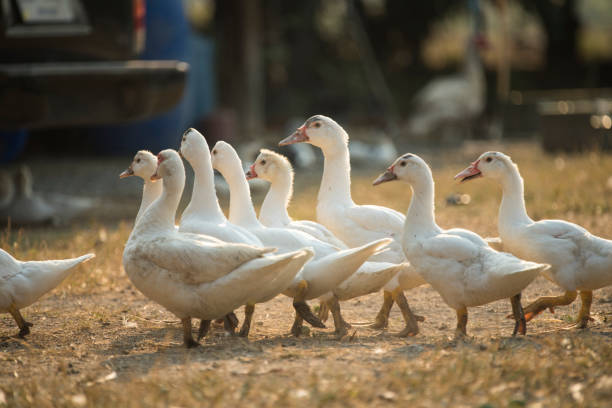 istock group of duck in farm, Thailand 682141012