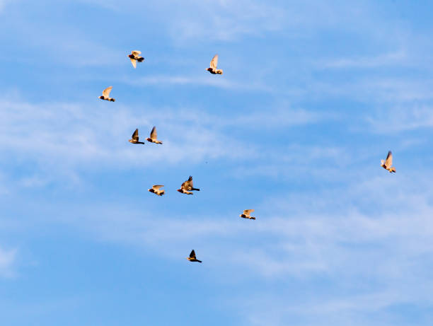istock a flock of pigeons in the sky 682141638