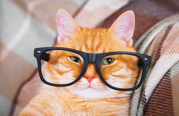 istock Cute red cat with glasses close-up. 682143846