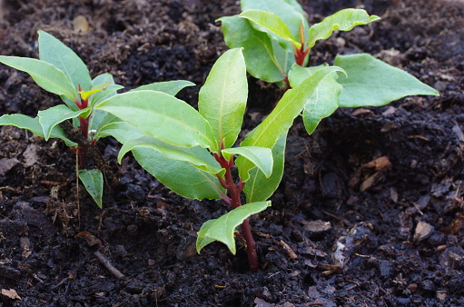 growth  laurel plant on soil background