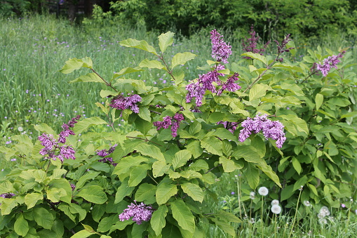 Preston Lilac (Syringa prestoniae) in garden