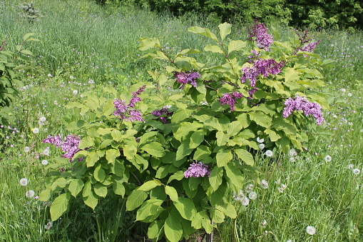 Preston Lilac (Syringa prestoniae) in garden