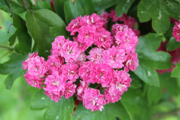 istock Hawthorn (Crataegus laevigata) with pink flowers 682147458