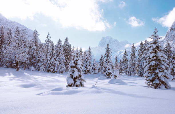 istock Landscape with coniferous trees covered with snow 682147486