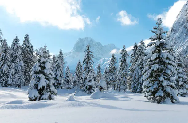 Fir trees under the snow. Mountain forest in winter. Christmas landscape