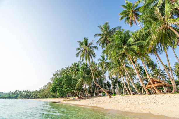 istock Summer nature scene. Tropical beach with sea, blue sky and palm trees. 682147616