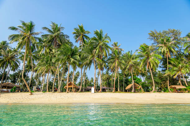 istock Summer nature scene. Tropical beach with sea, blue sky and palm trees. 682147632