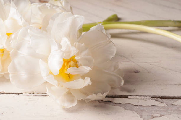 istock White tulip over wooden background 682151960