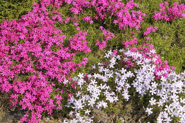 istock Alpine flower bed with pink phlox flowers 682154632