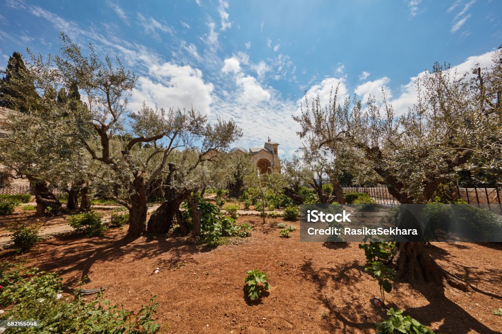 Gethsemane garden of olive trees Gethsemane garden of olive trees at the olive mount, Jerusalem Ancient Stock Photo