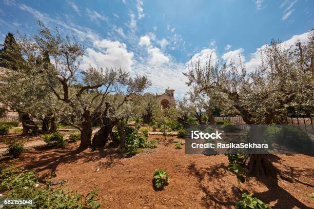 Gethsemane Garden Of Olive Trees Stock Photo - Download Image Now - Ancient, Bible, Branch - Plant Part