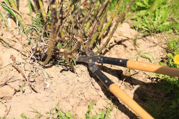 istock Trimming of trees and bushes 682158652