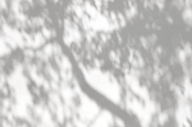 istock shadow of the leaves tree on a white wall 682158884