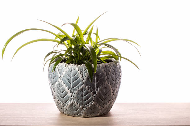 istock Houseplant isolated on white background 682159030