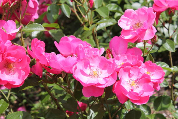 istock Pink rose flowers in garden 682159238