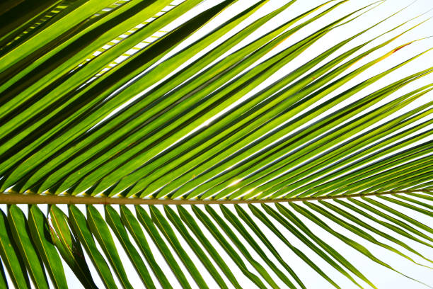 istock Leaves of coconut tree background 682159376