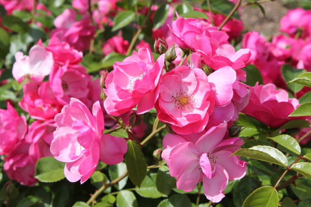 istock Pink rose flowers in garden 682161698