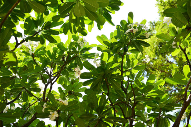 istock leaves on the branches,nature green Background 682162030