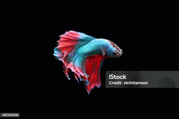 Blue Fighting Fish Stock Photo - Download Image Now - Abstract, Action Movie, Aggression