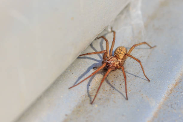 aktive hausspinne - spider stock-fotos und bilder