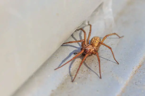 active common house spider
