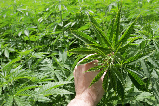 istock A hand holding cannabis plant in a farm 682173288
