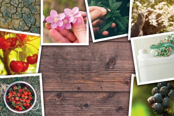 Orchard and agriculture photo collage
