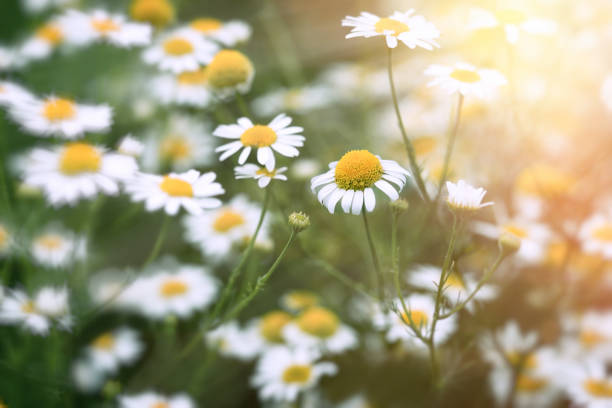 istock Wild chamomile - chamomile, daisy flower in meadow lit by sunlight 682184494