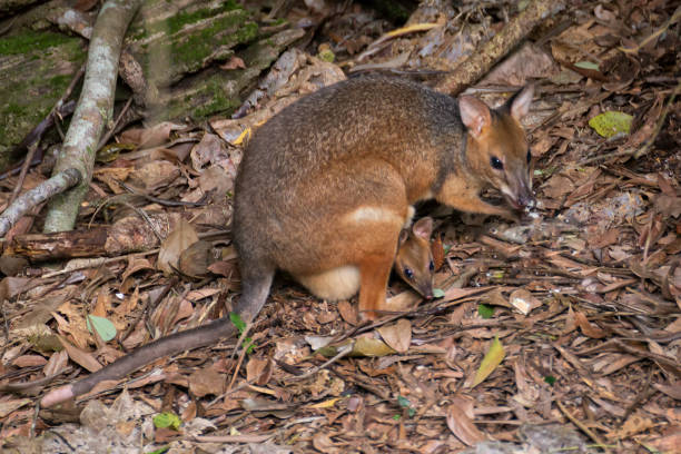 istock Red-legged pademelon with joey looking out of pouch 682186696